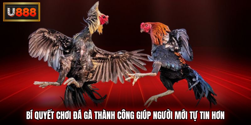 bí quyết chơi đá gà thành công