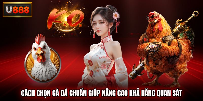 cách chọn gà đá