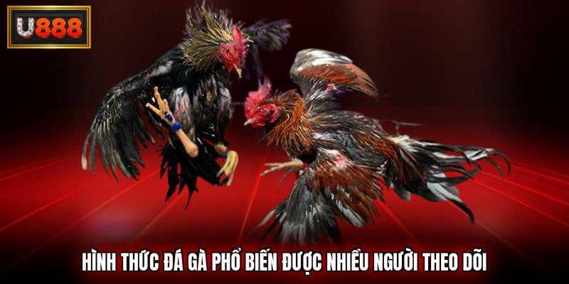 Hình thức đá gà phổ biến được nhiều người theo dõi