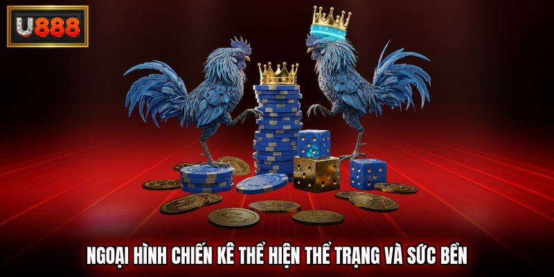 Ngoại hình chiến kê thể hiện thể trạng và sức bền