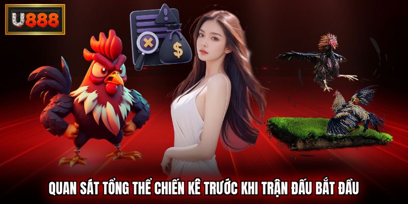 Quan sát tổng thể chiến kê trước khi trận đấu bắt đầu