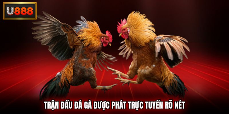 Trận đấu đá gà được phát trực tuyến rõ nét